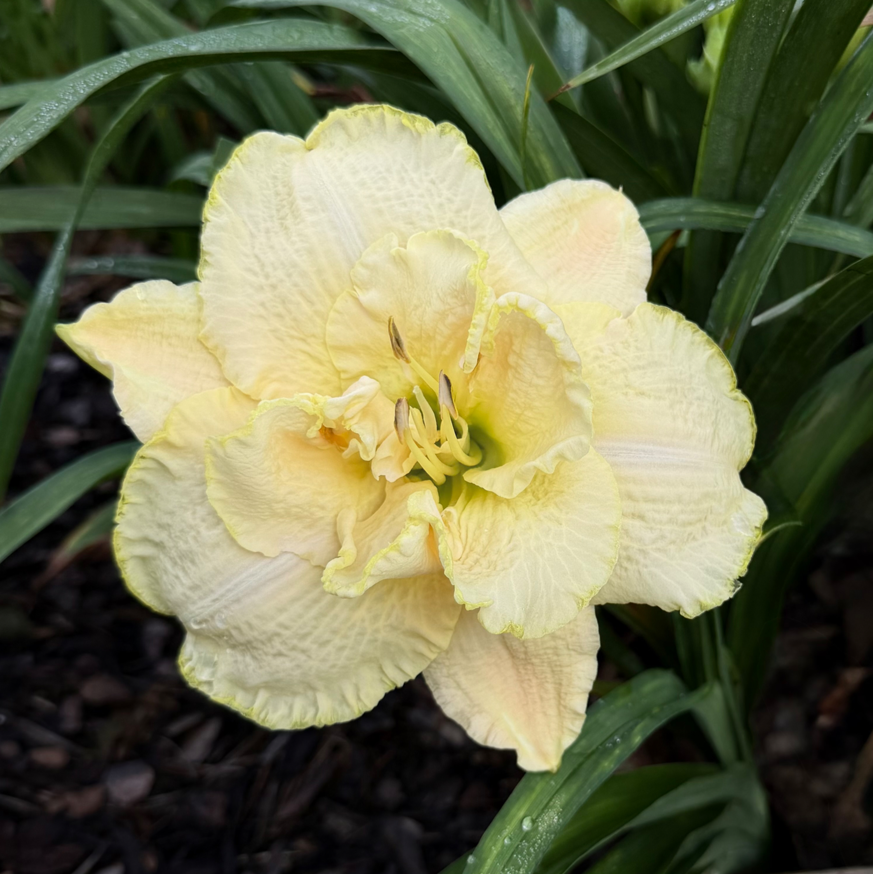 White Renaissance image