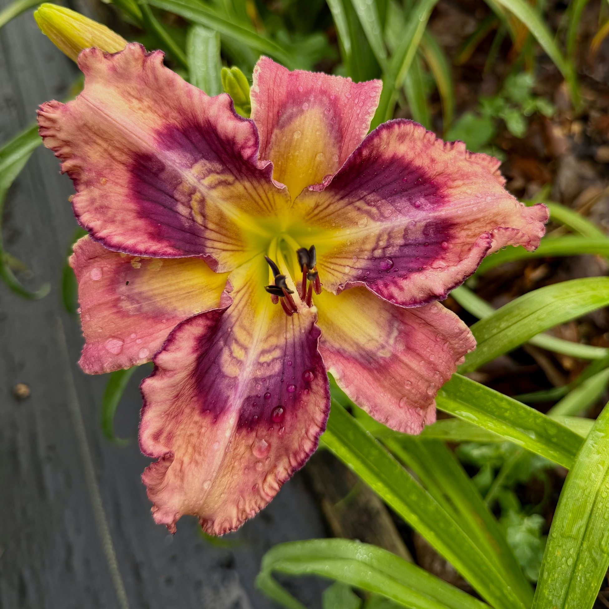 Spacecoast Time After Time image