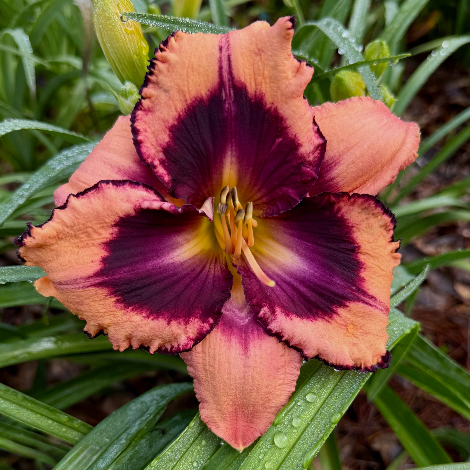 Angels in America image