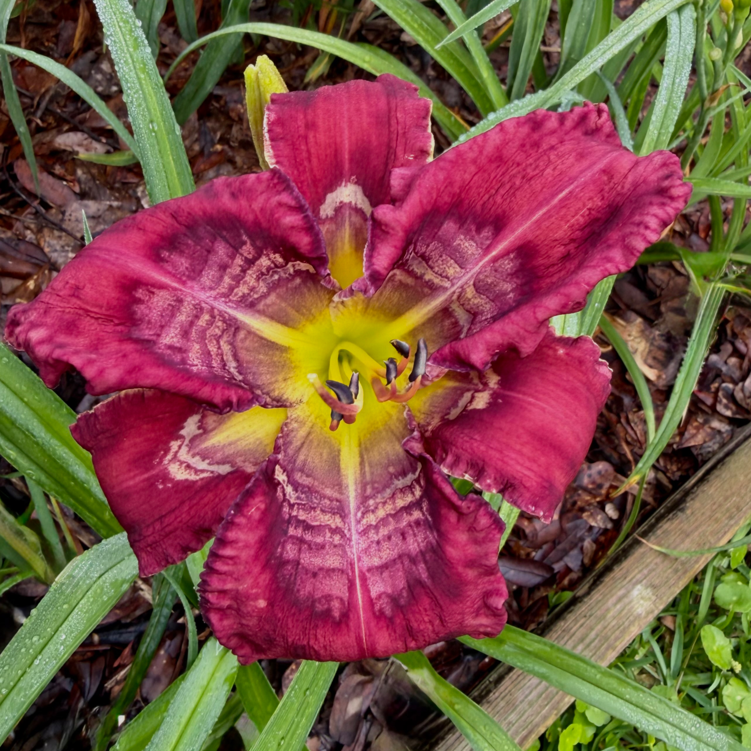 Absolutely Stellar image