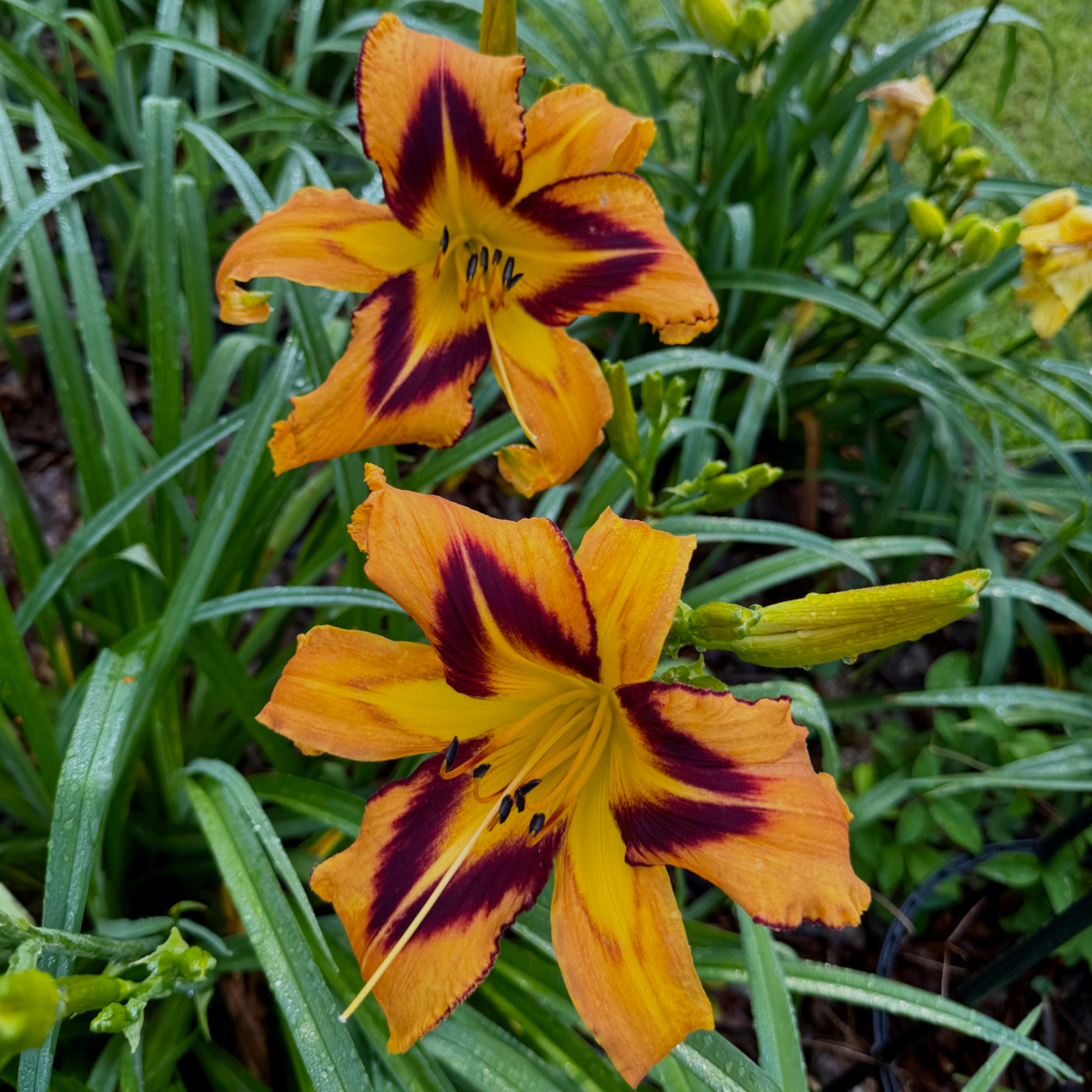 Spacecoast Tigertail Tango image