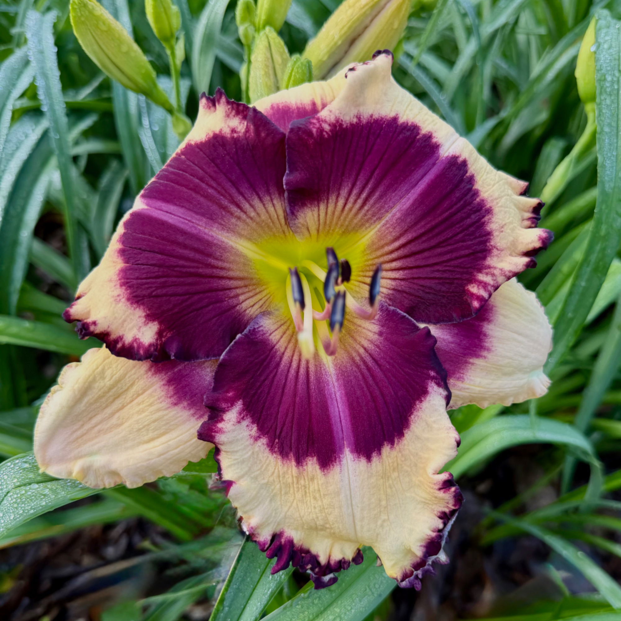 Fly By Midnight image