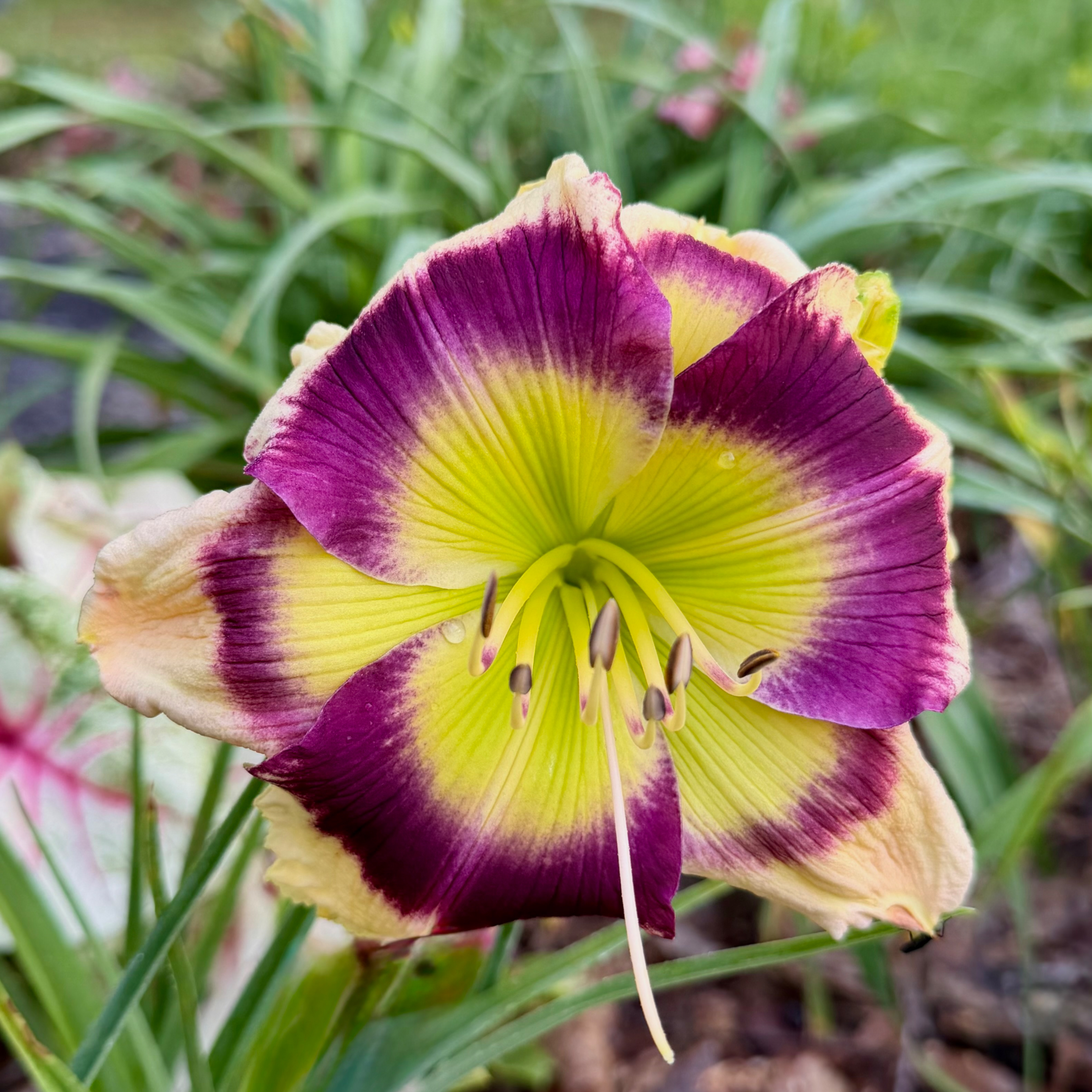 Doris and David image