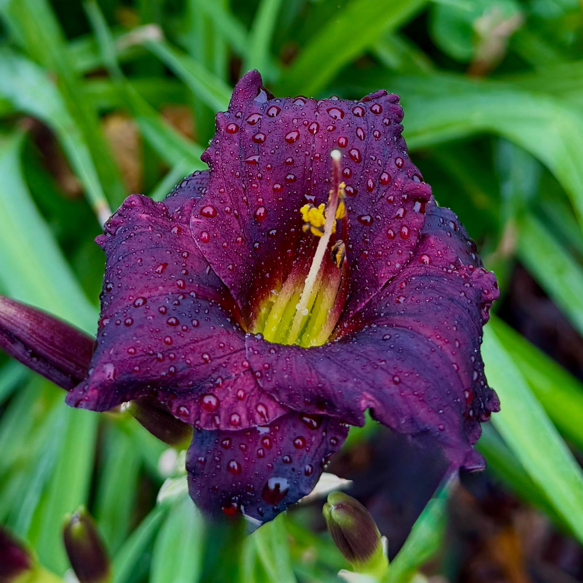 Lil' Black Buds image