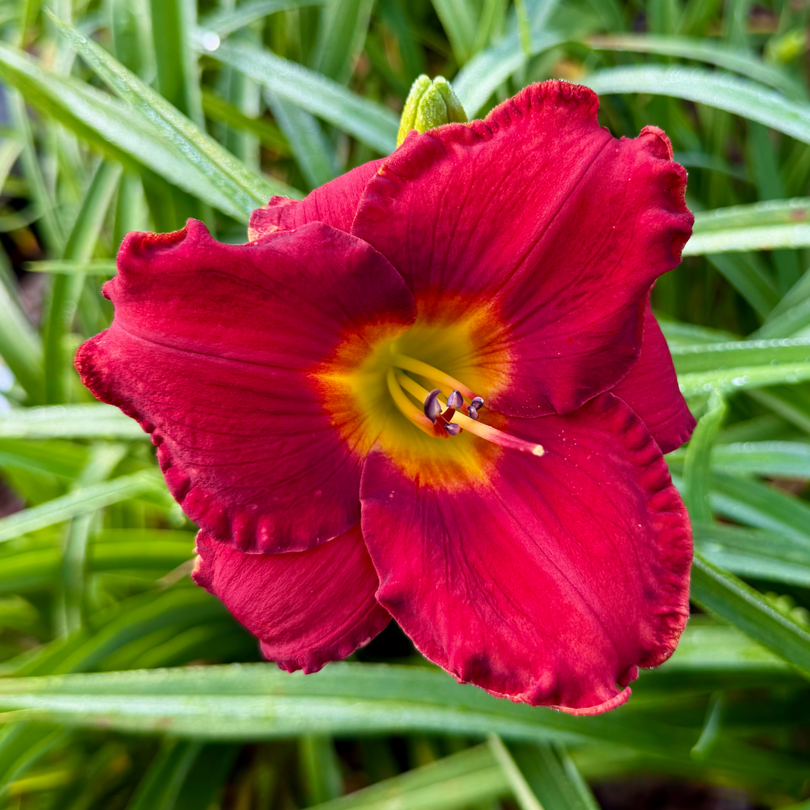 Suburban Jim's Memento image