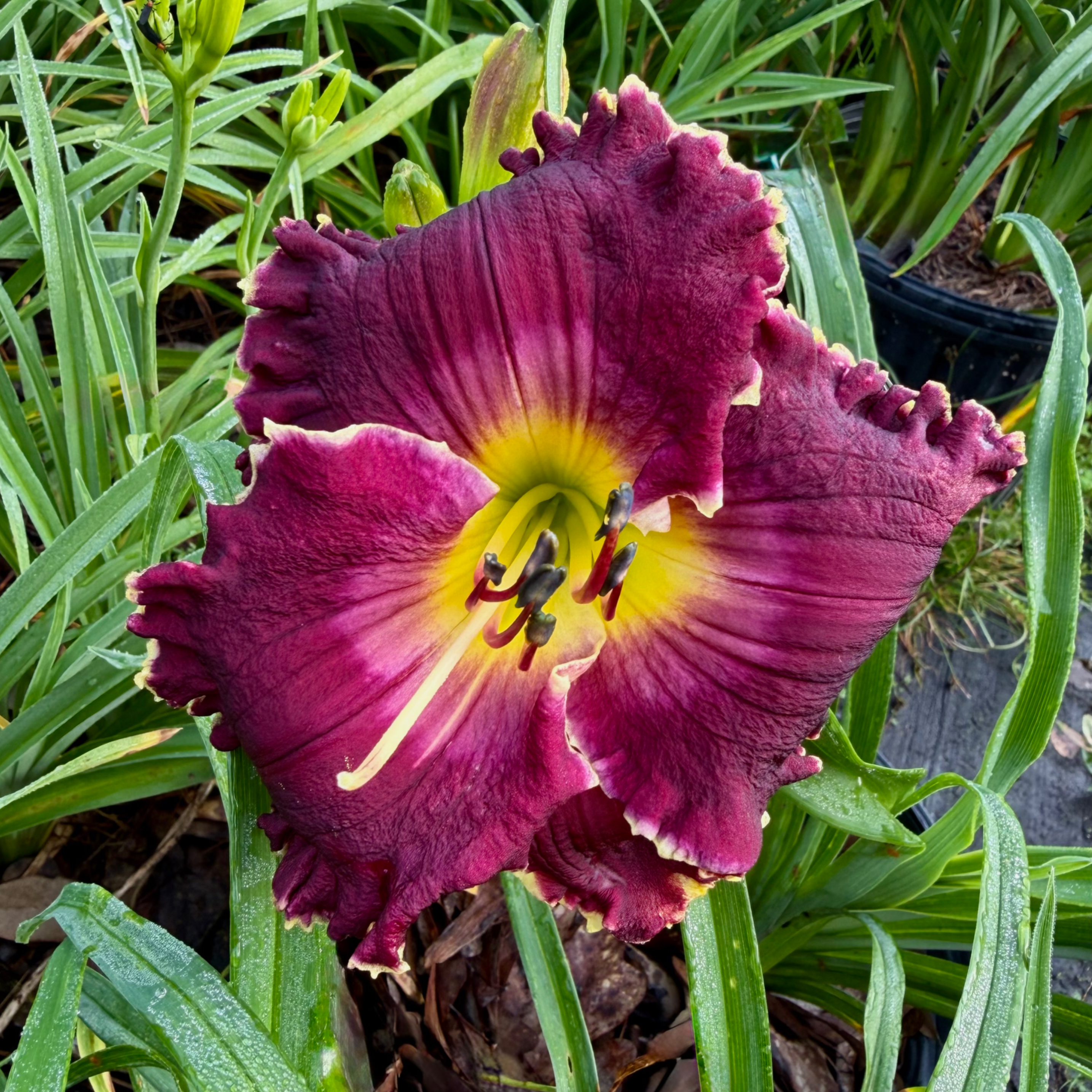 Spacecoast Night Mistress image