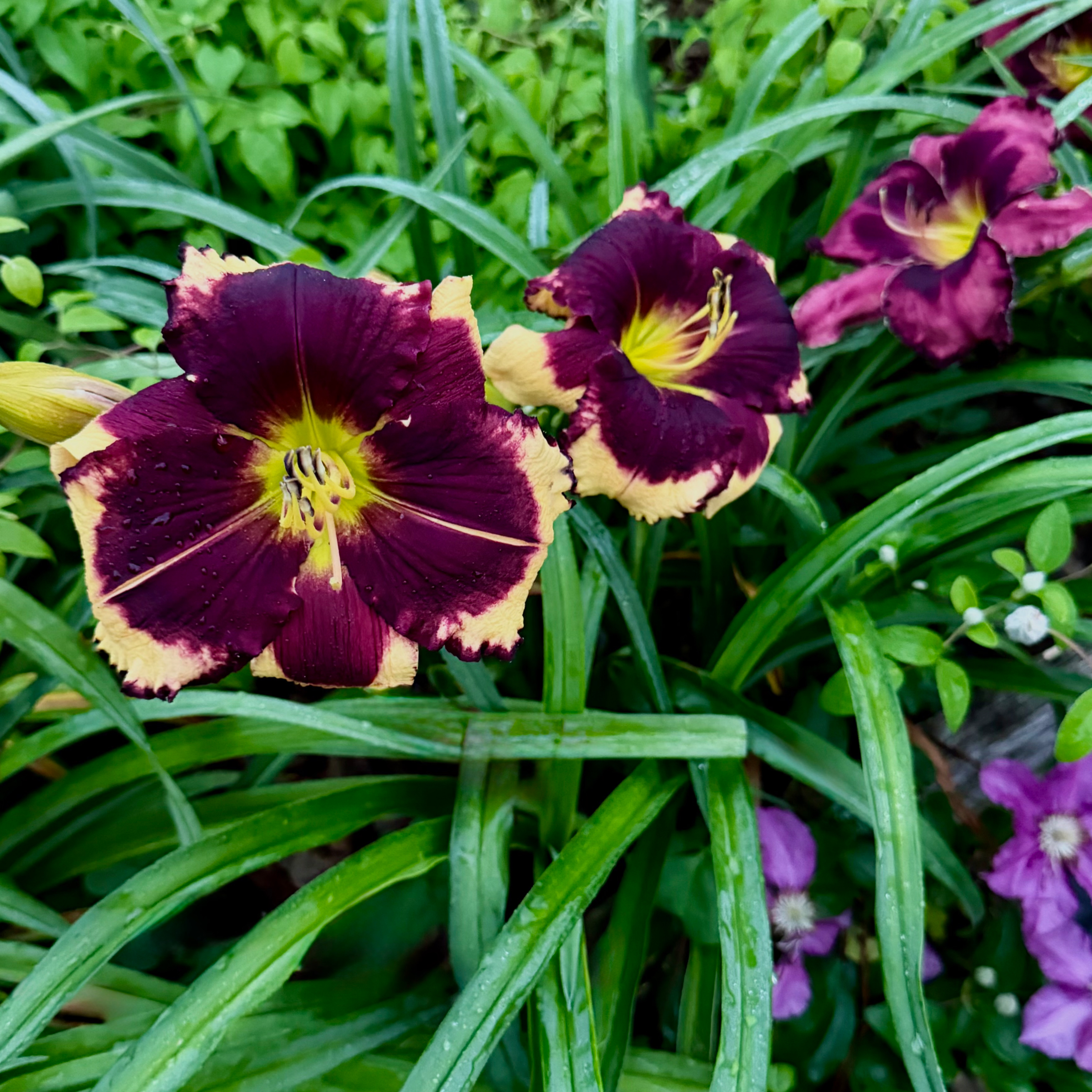 Robert Searles image