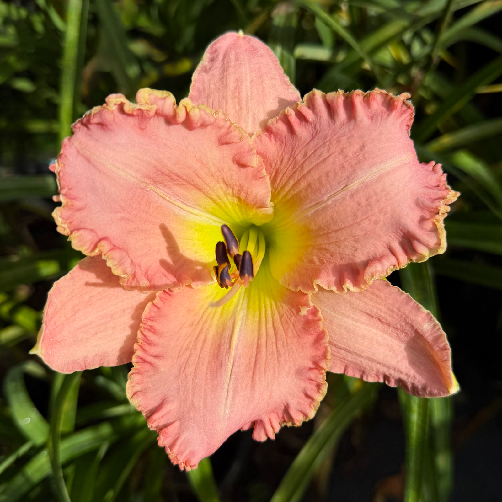 Blushing Escapade image