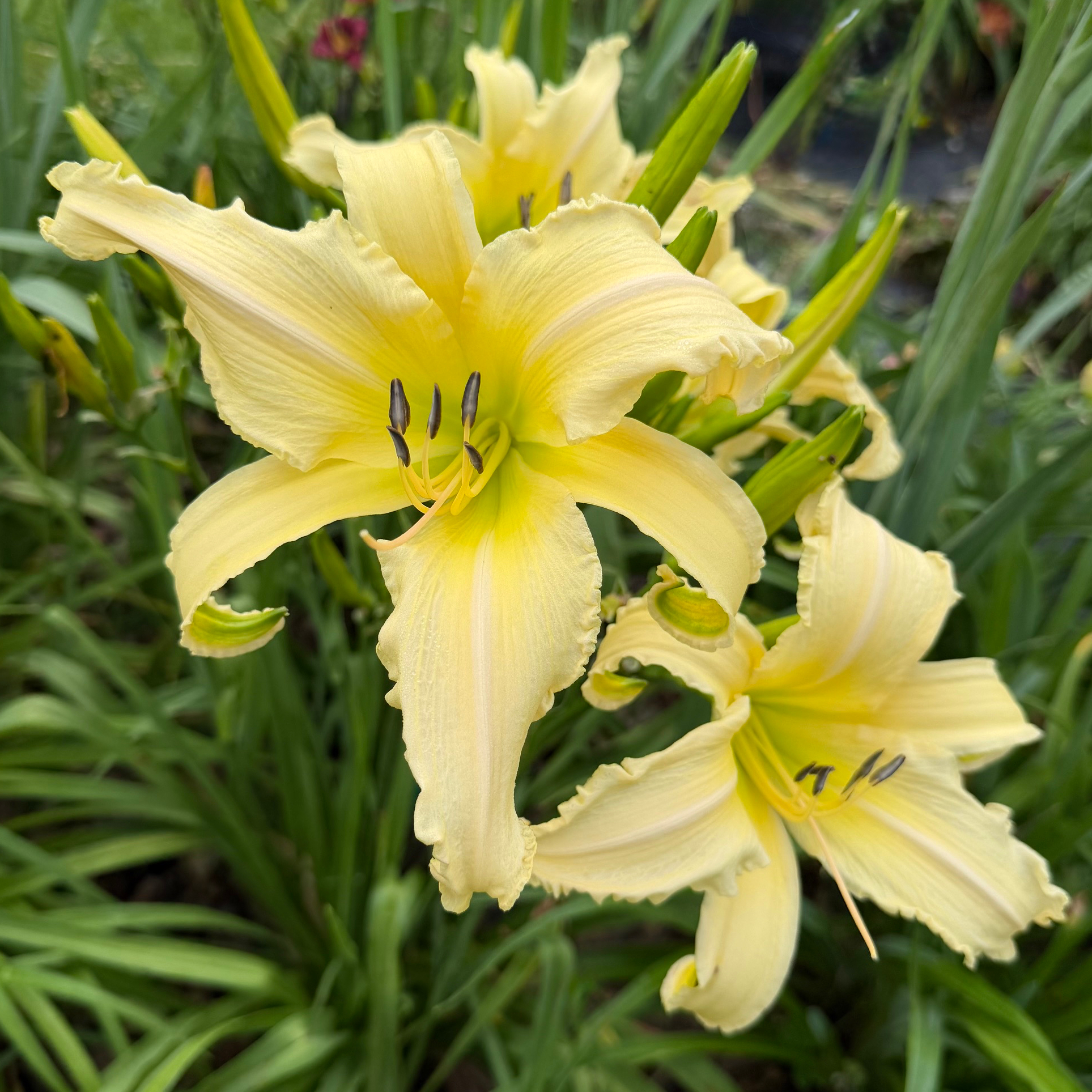 Lemon Curls image