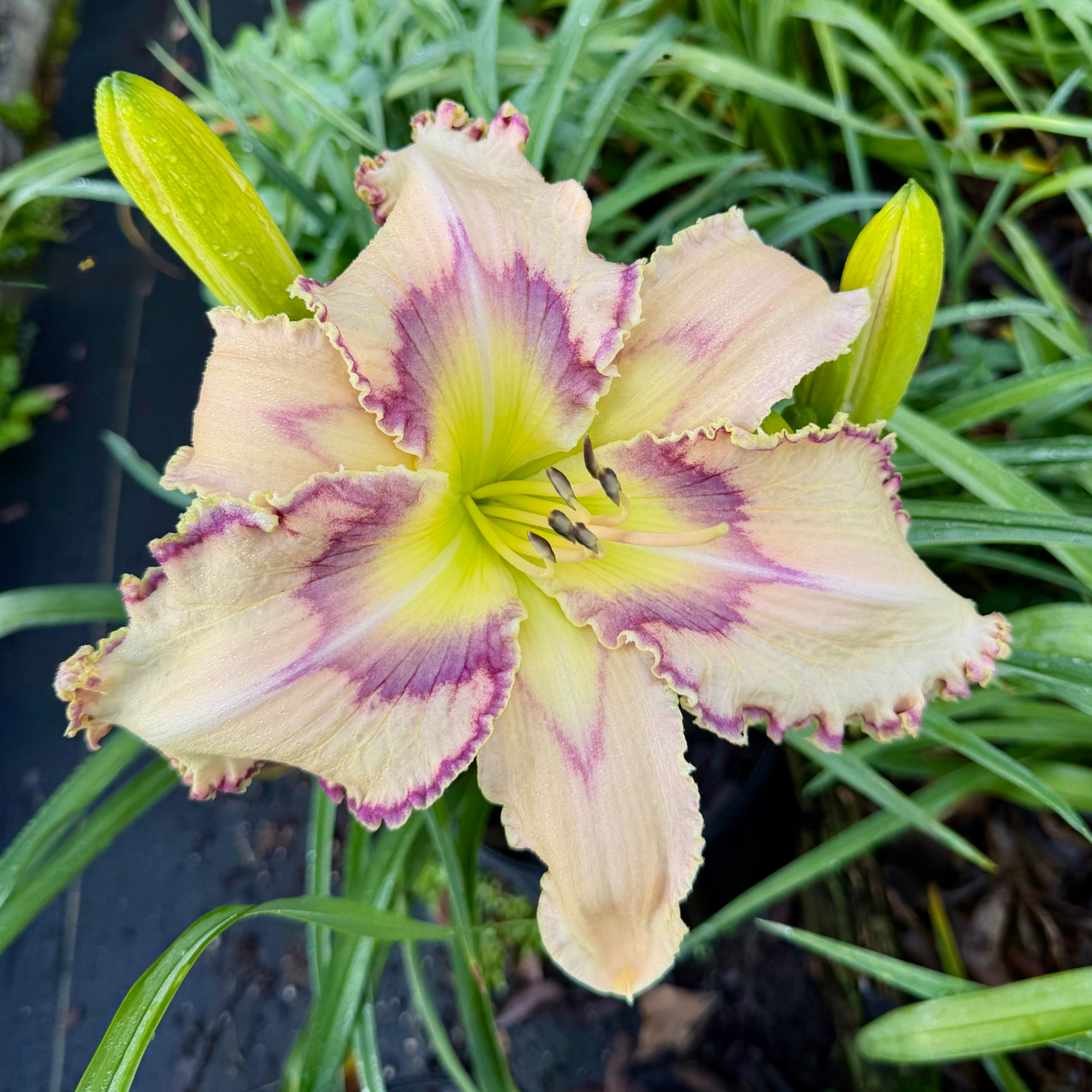 Pointing Fingers image