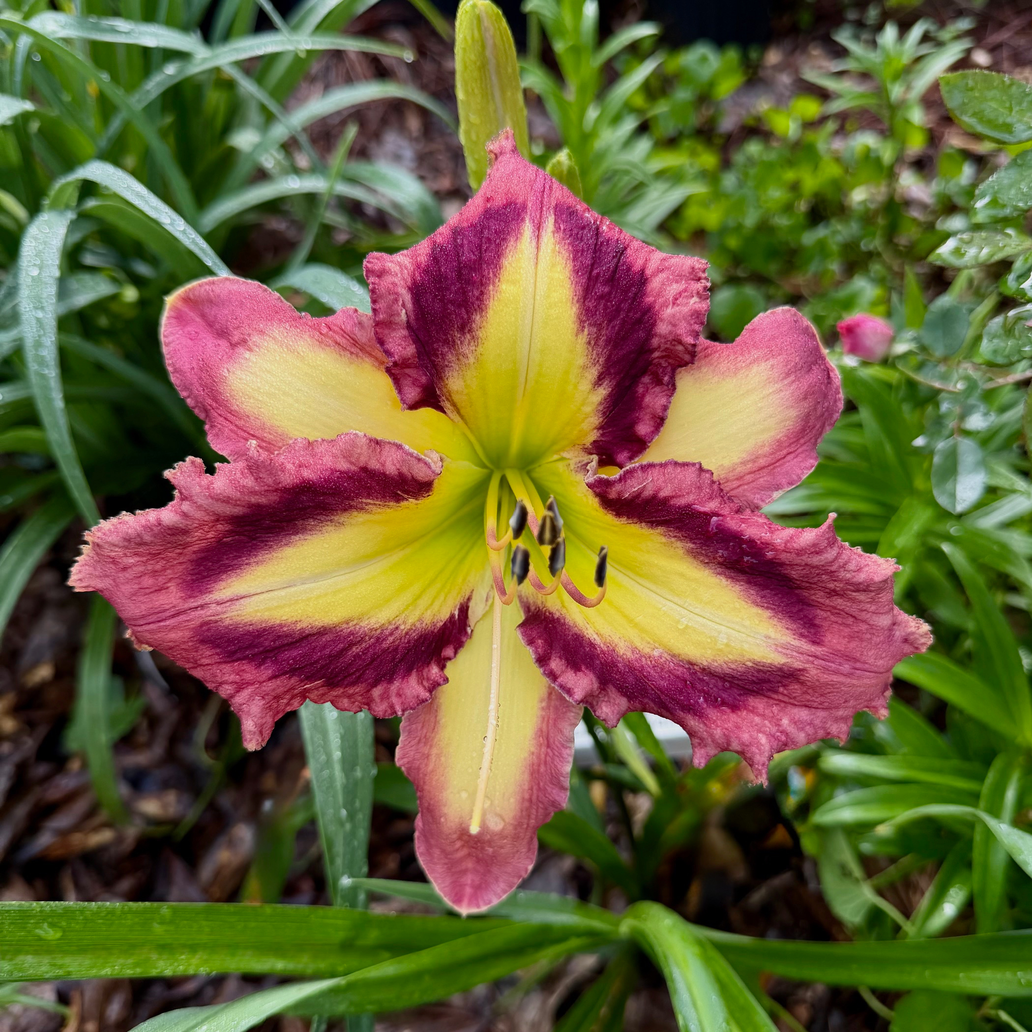 Appliqué Prism image