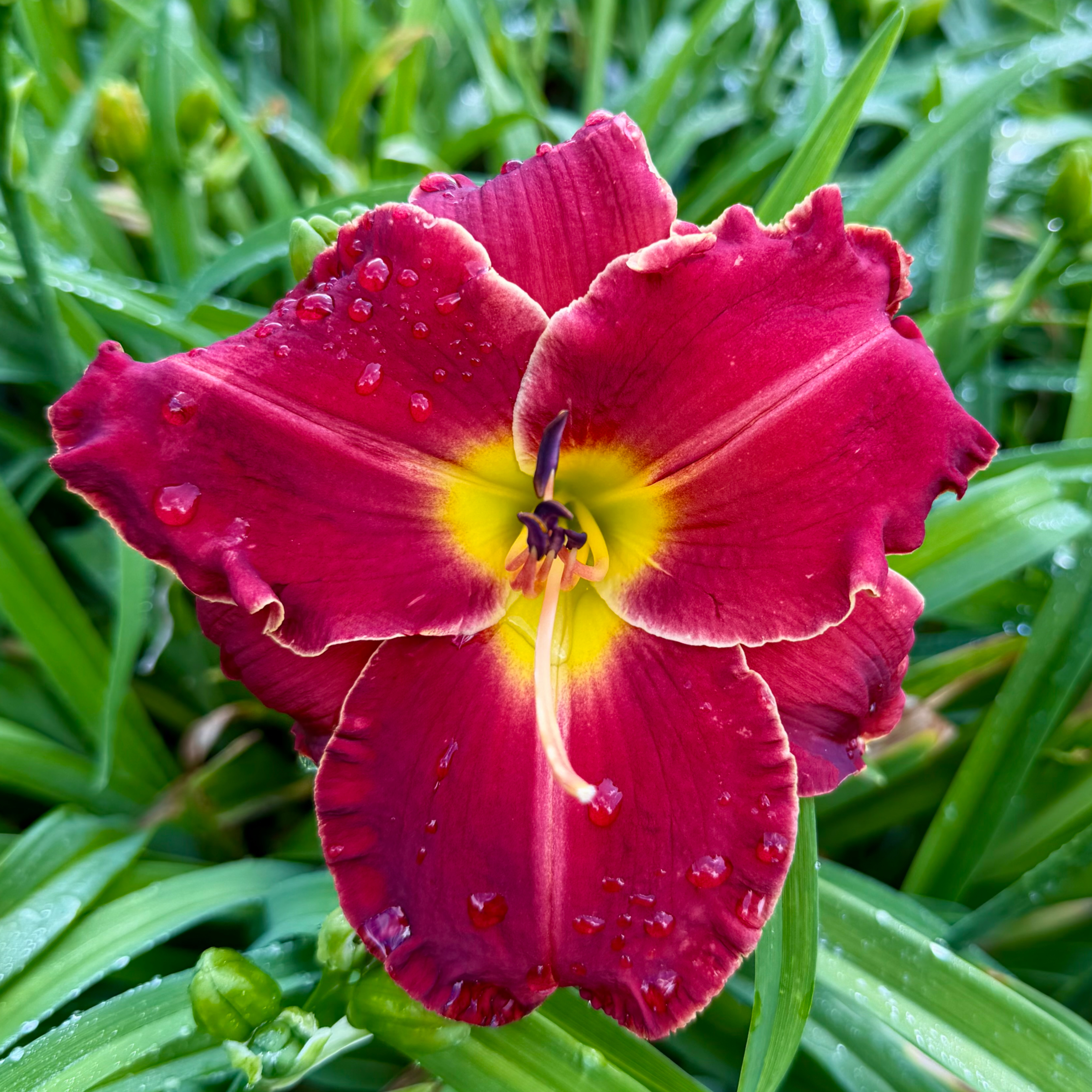 Mississippi Red Dragon image