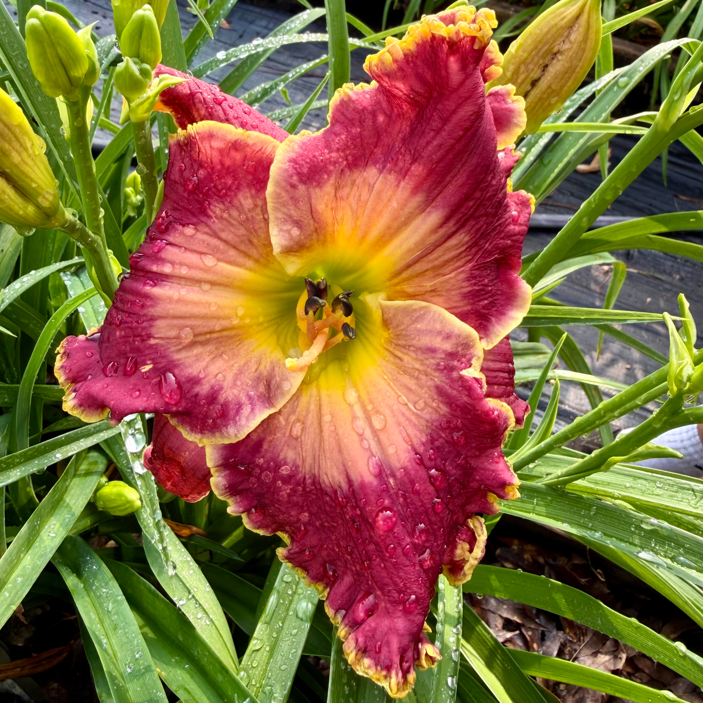 Moonlight Sail image