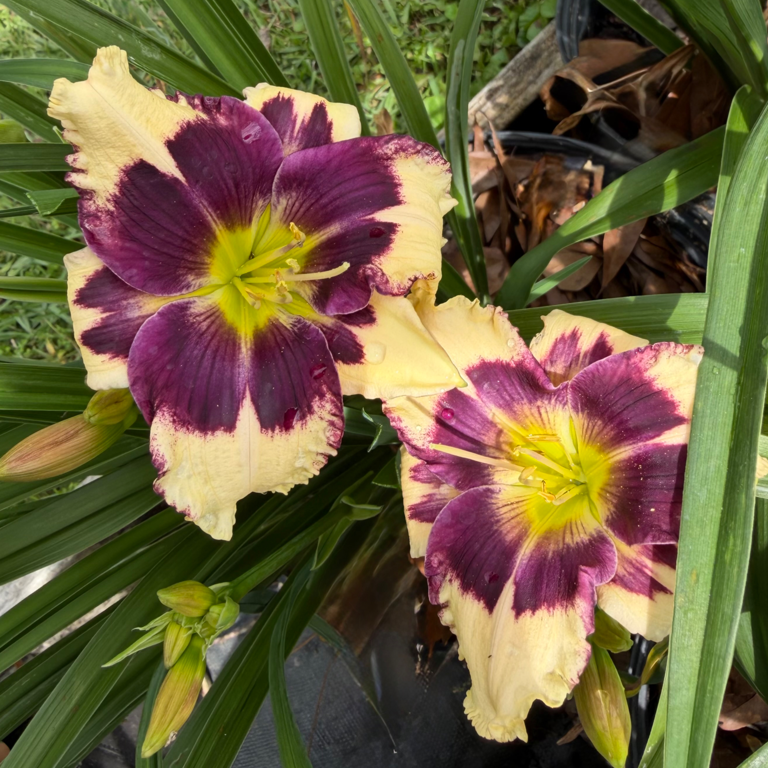 Moment of Solitude image