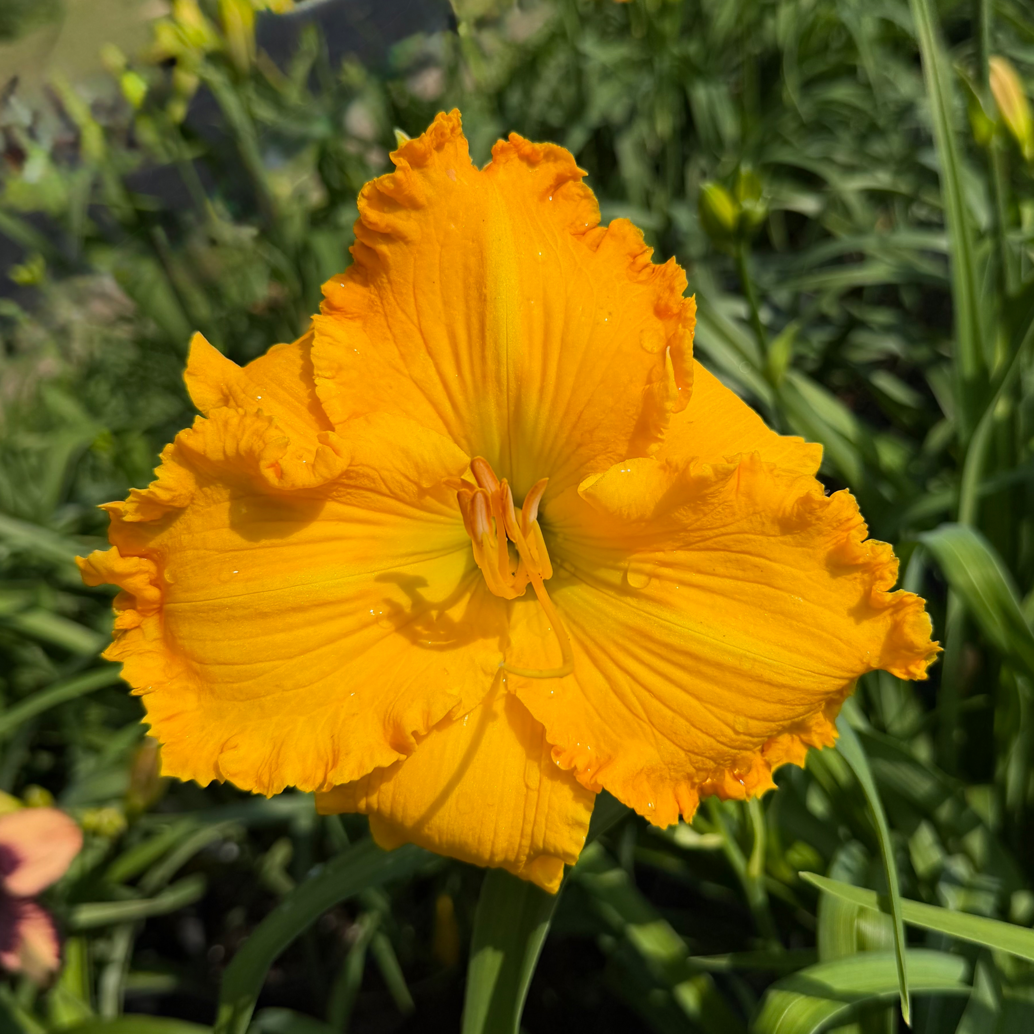 Court of Honey image