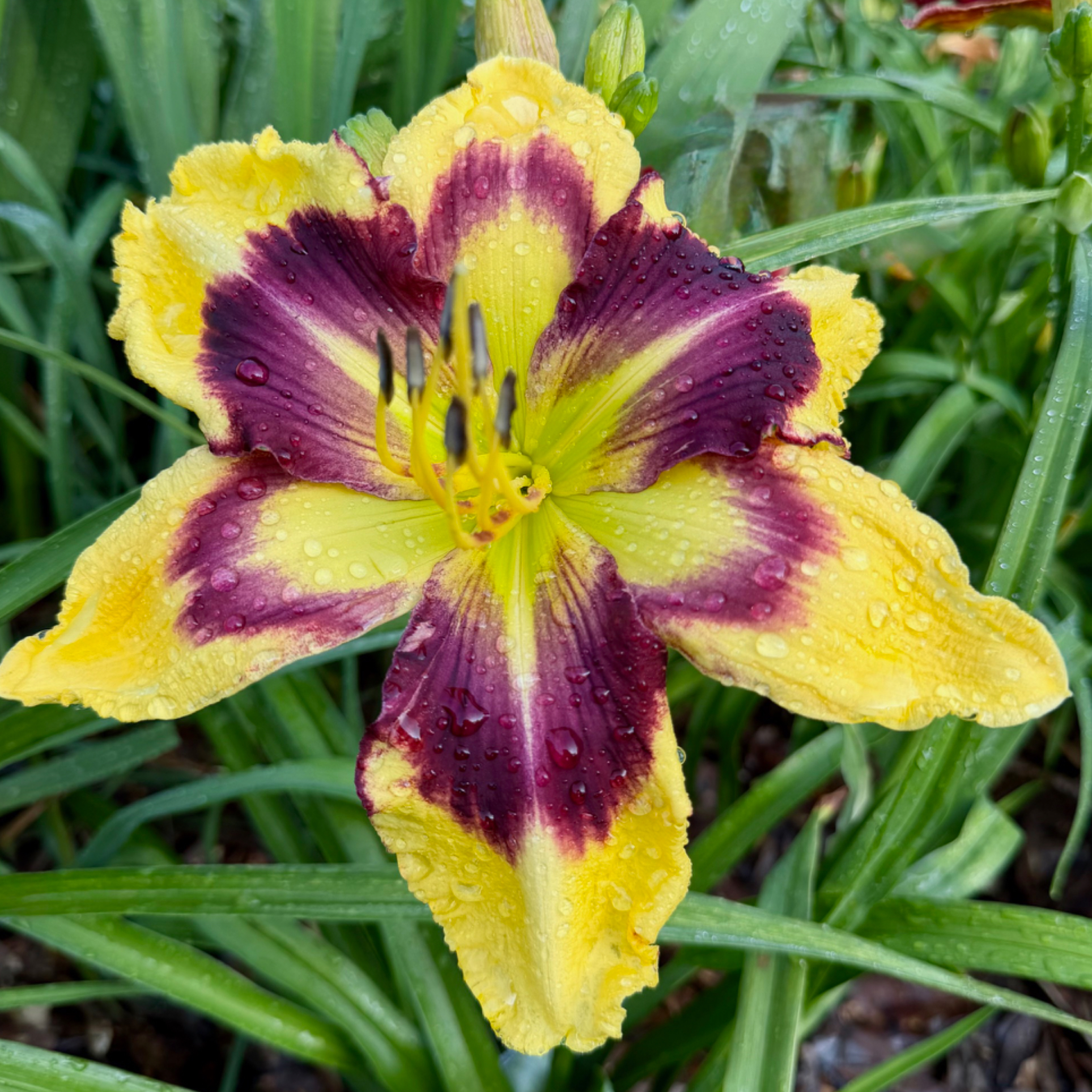 Spacecoast Wide Eyed Envy image