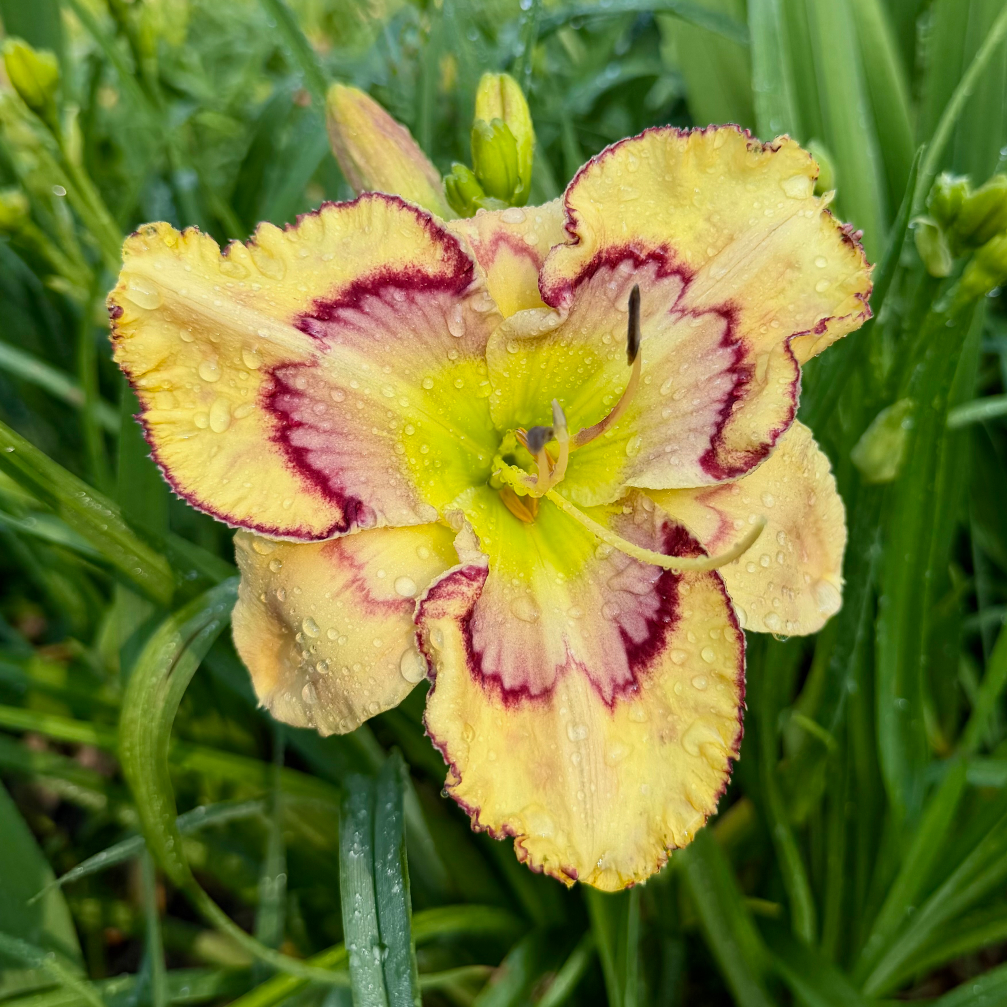 Spacecoast Etched Invitation image