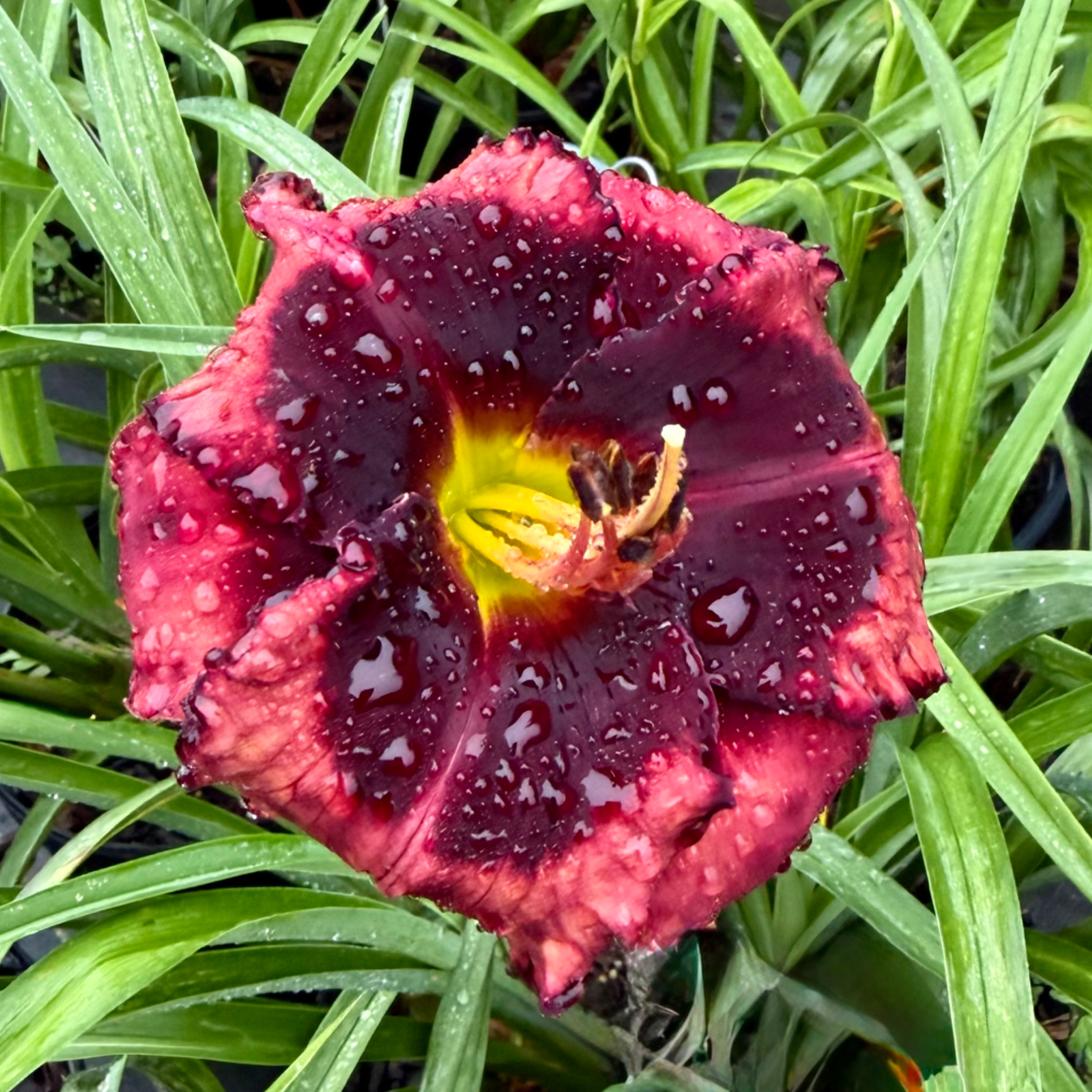 Spacecoast Beyond Bold image