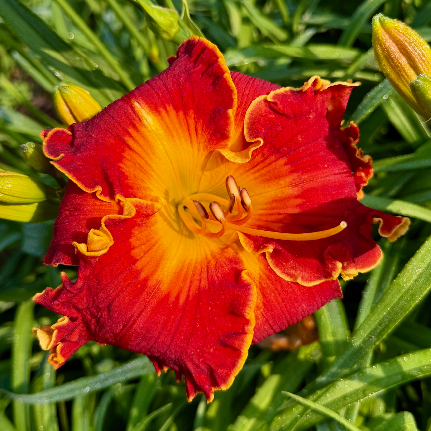 Spacecoast Francis Busby image