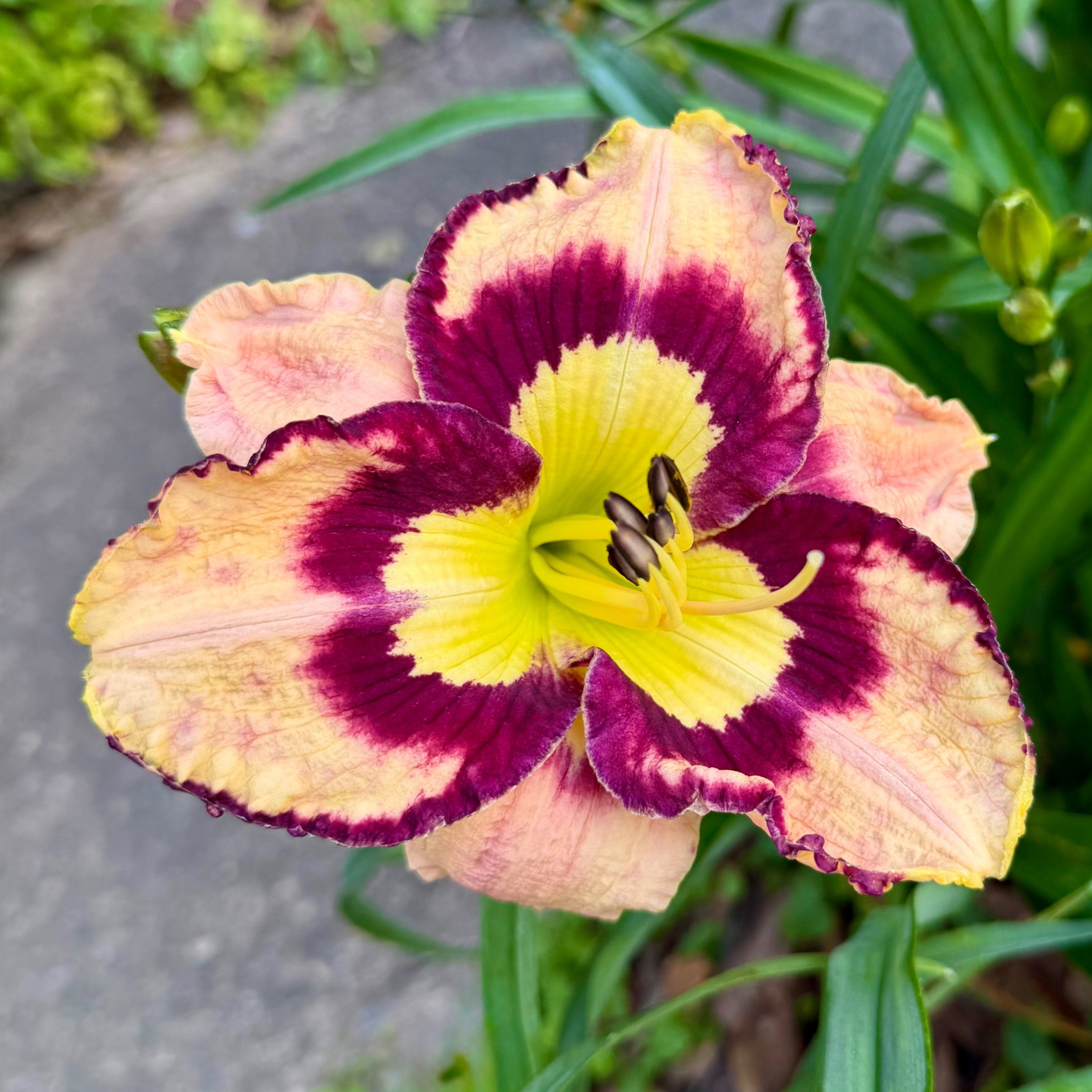 Spacecoast Sea Shells image