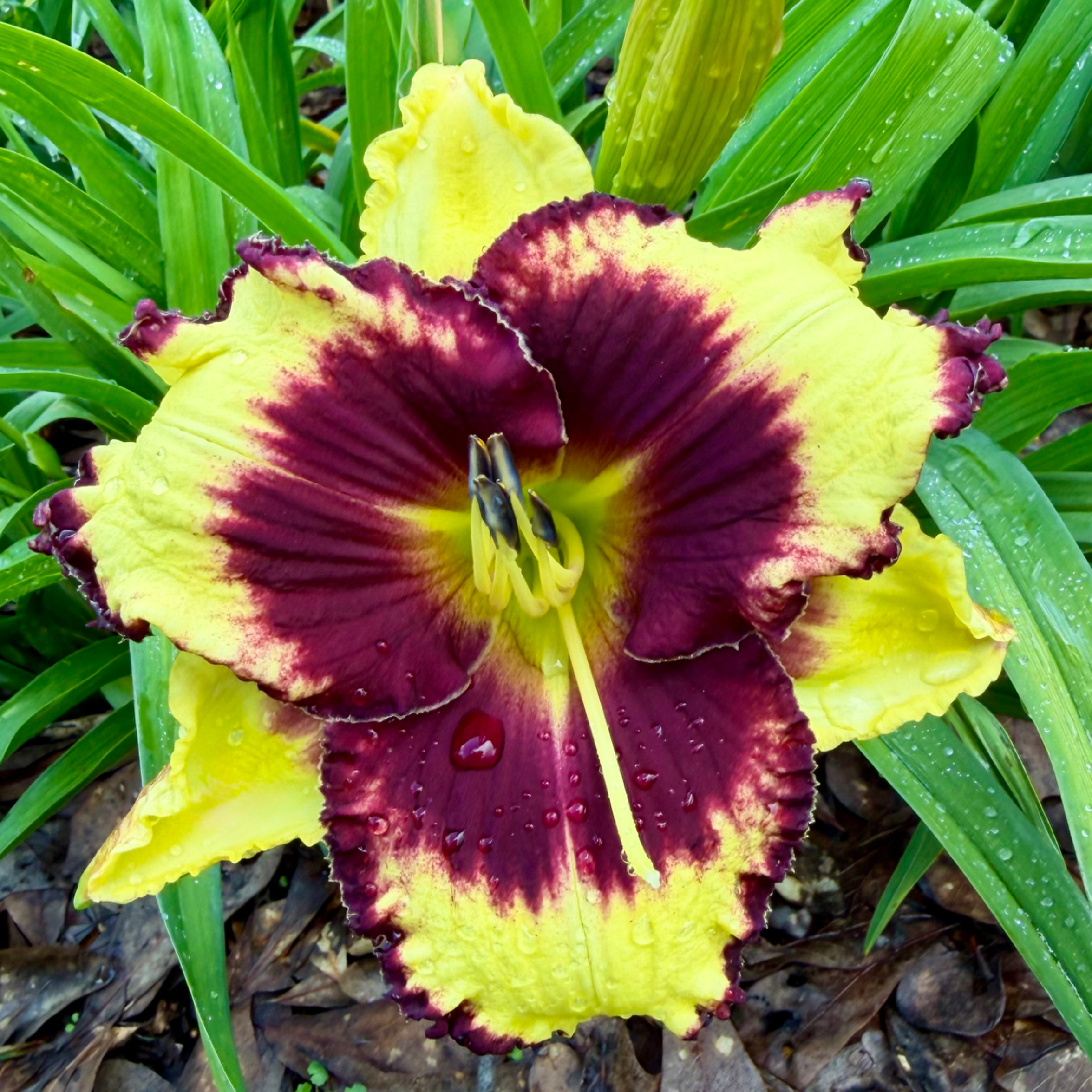 The Bravo Brigade image