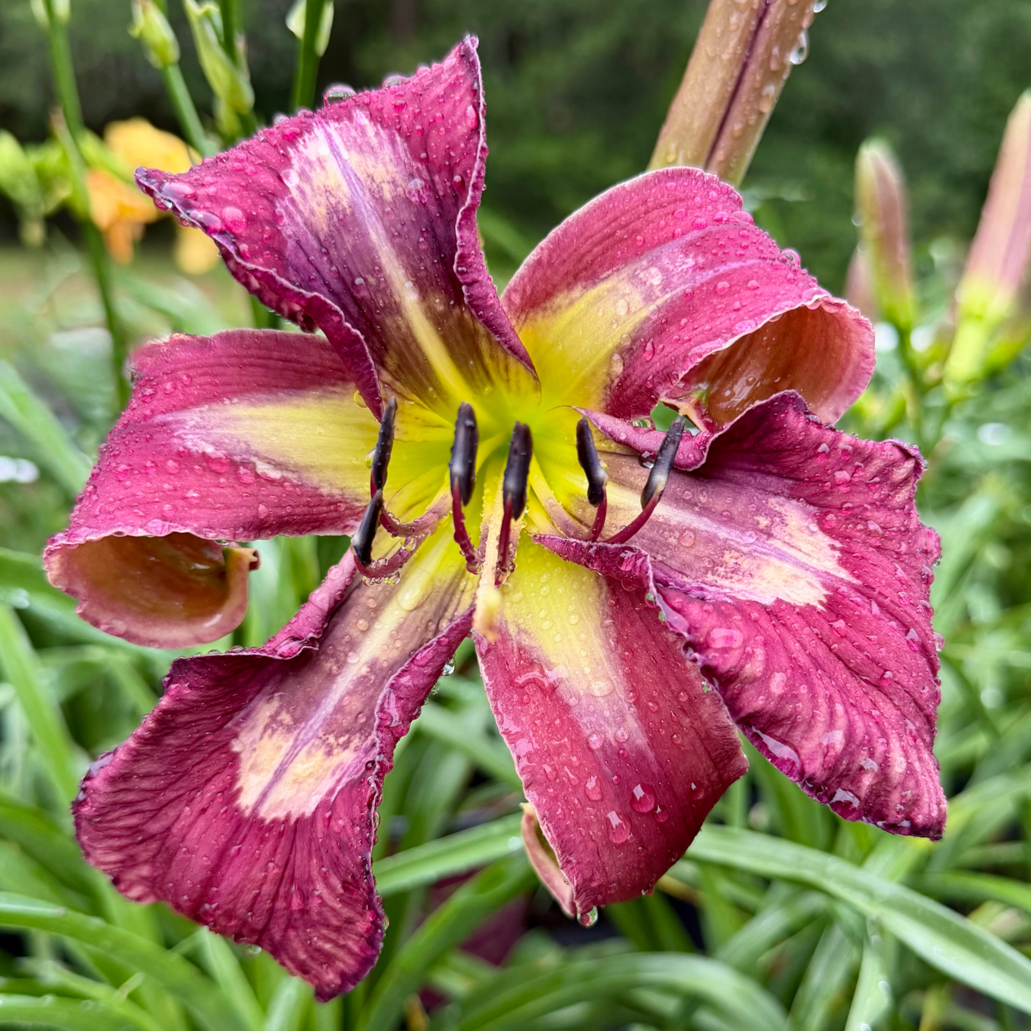 Happy Hawaiian image