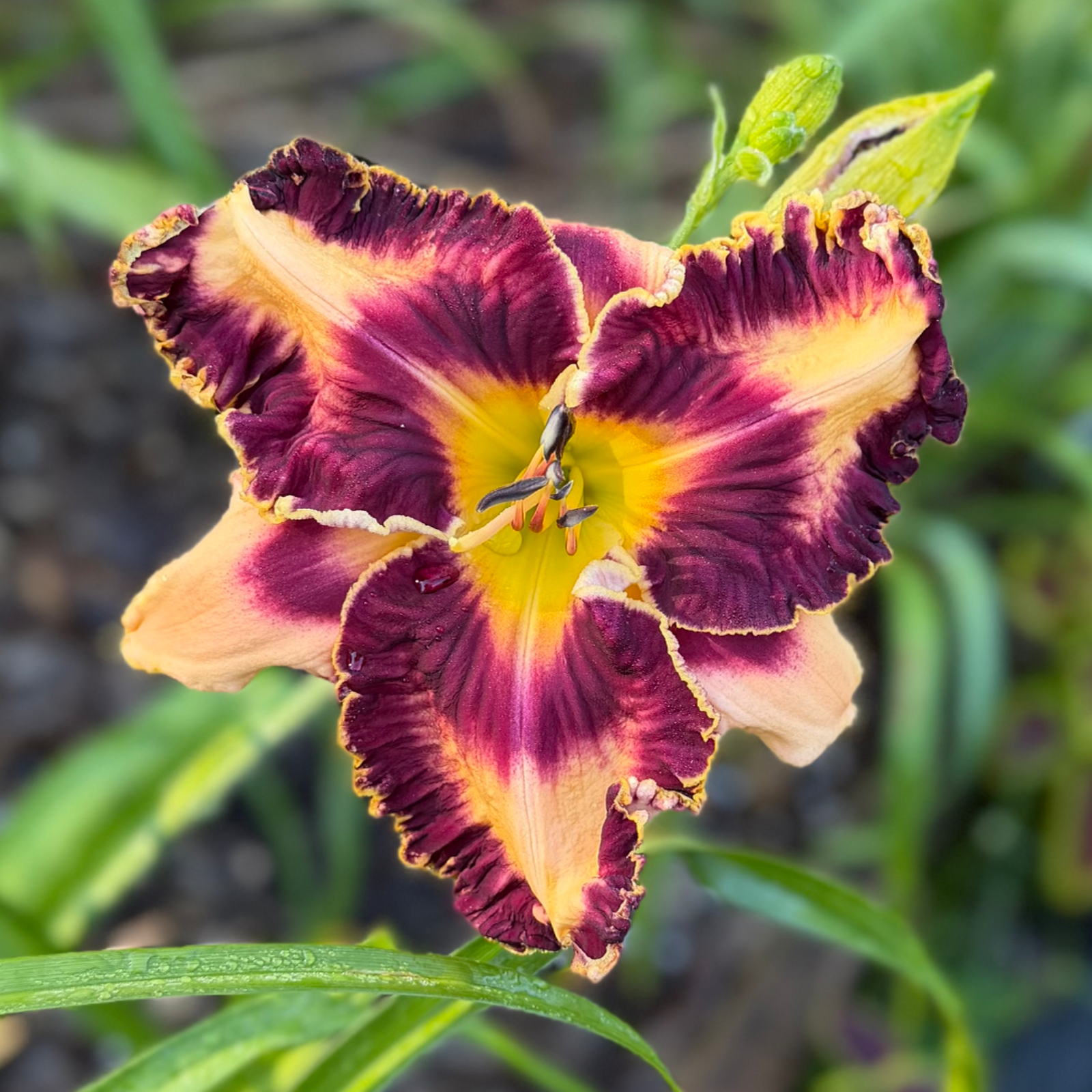 Emmy V. image