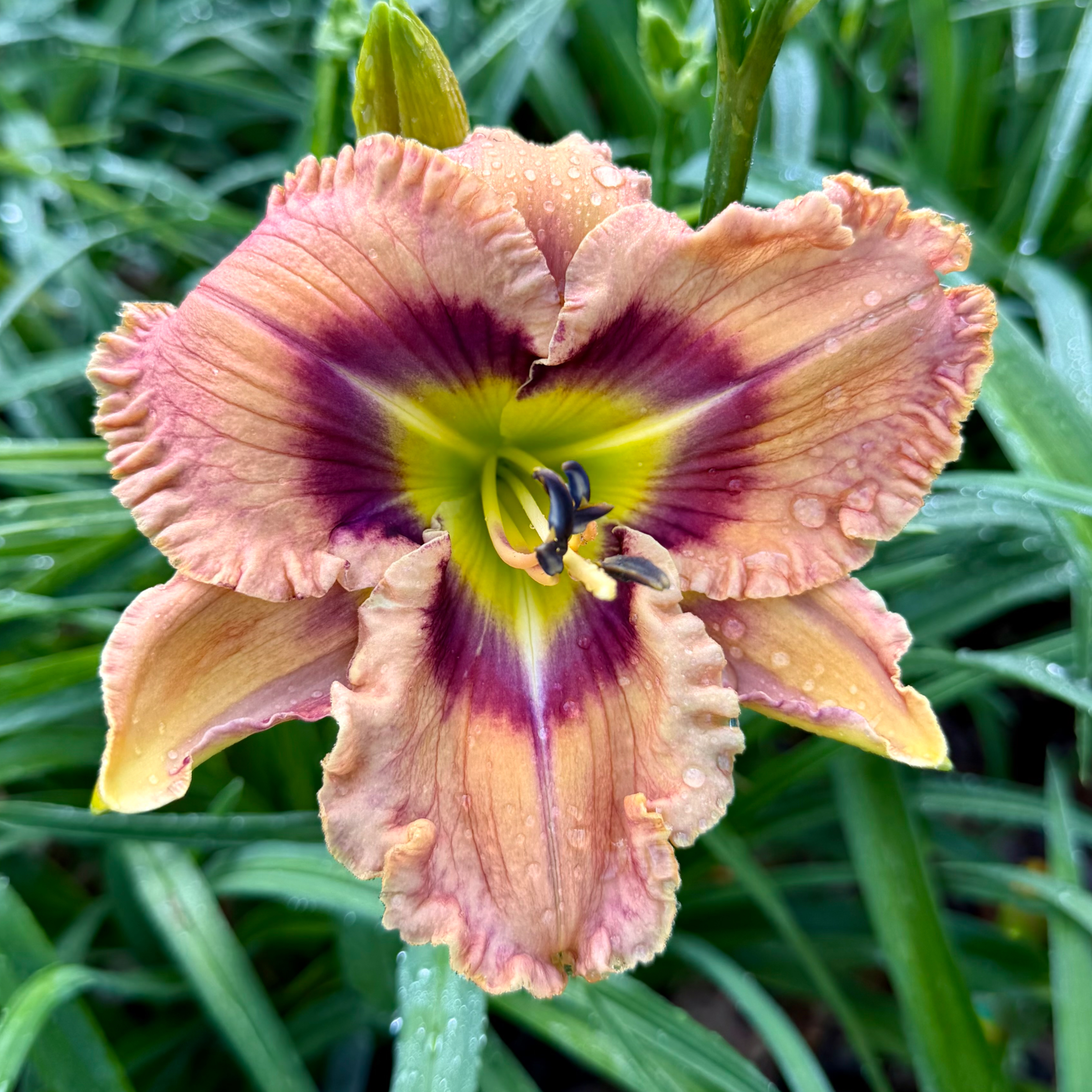 Joy on a Stick image