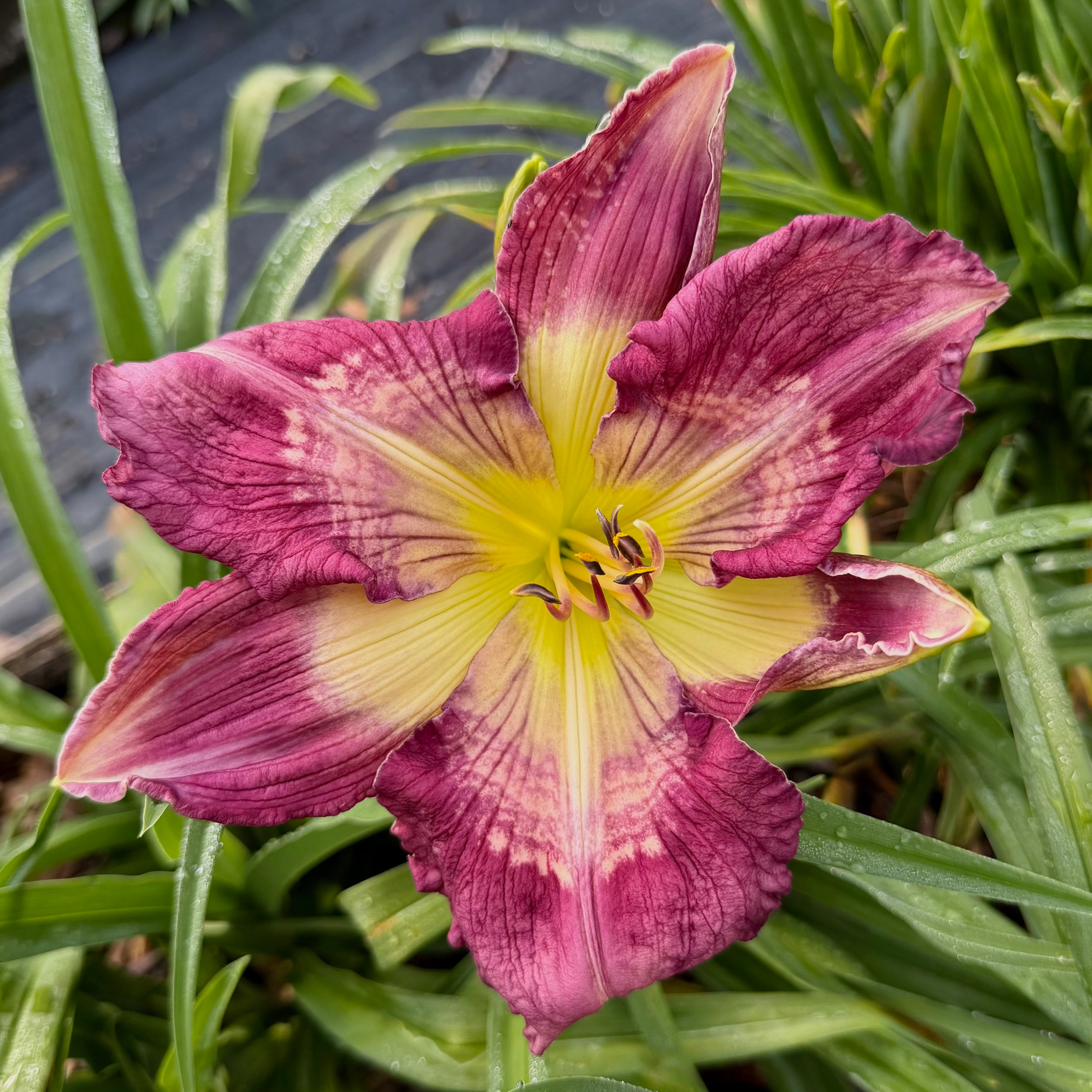 Purple Pathways image