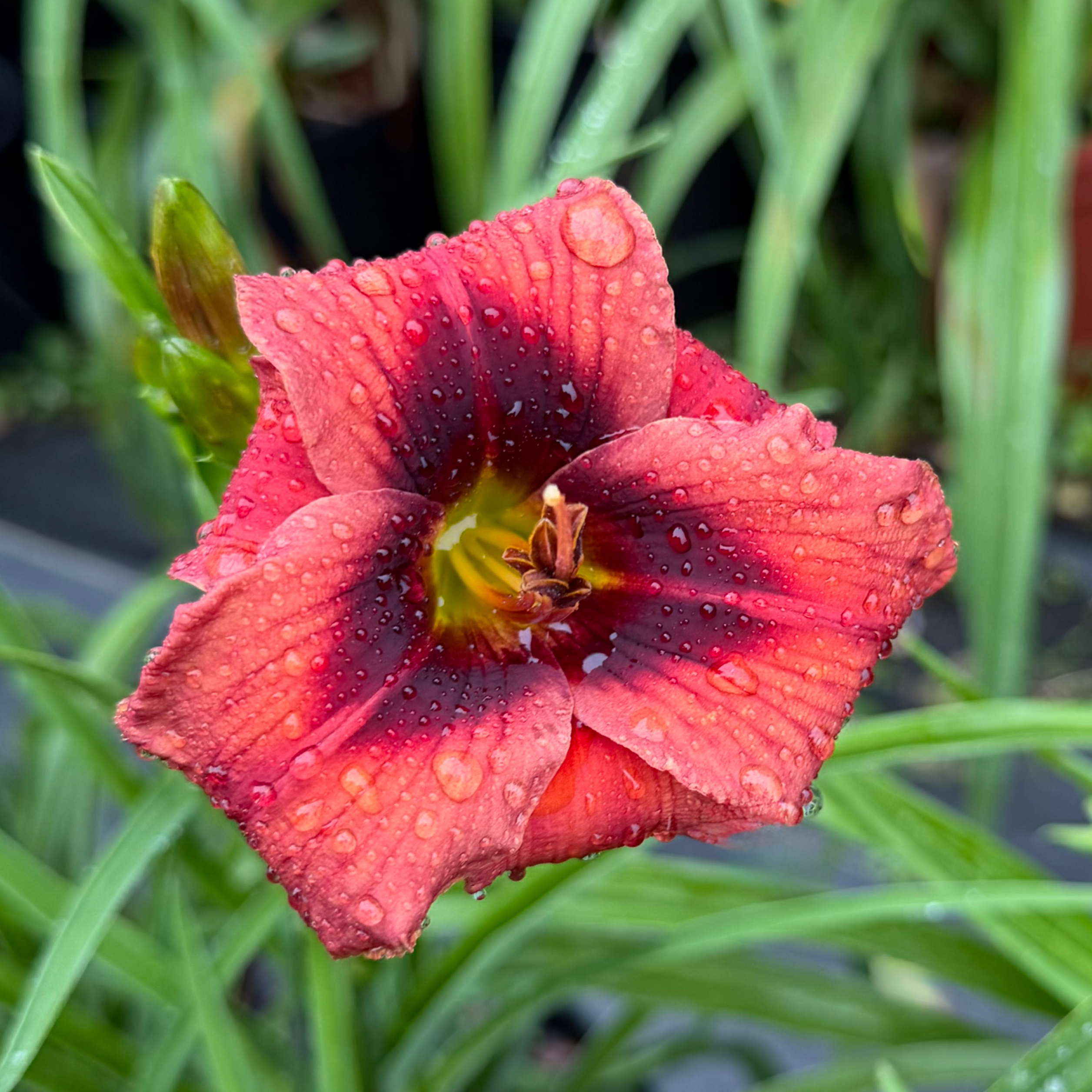 Suburban Louise Talley image